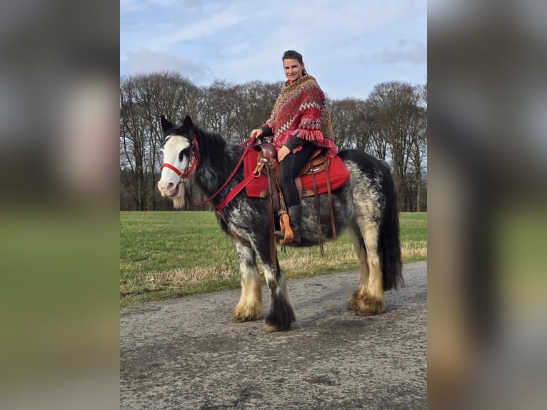 Tinker Klacz 8 lat 137 cm Overo wszelkich maści in Linkenbach