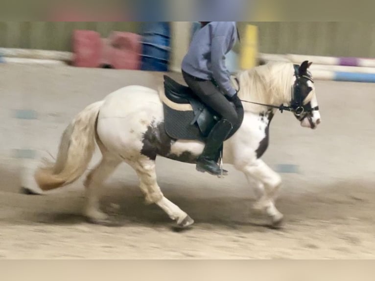 Tinker Klacz 9 lat 135 cm Srokata in Würzburg