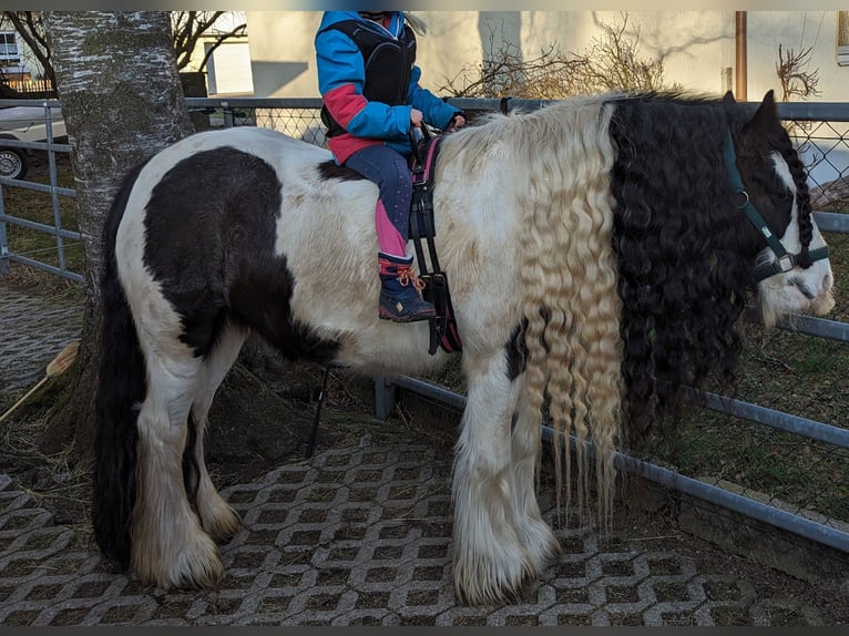 Tinker Klacz 9 lat 136 cm in Buchloe