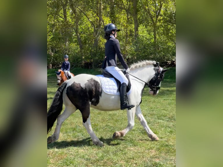 Tinker Klacz 9 lat 137 cm Srokata in De Cocksdorp