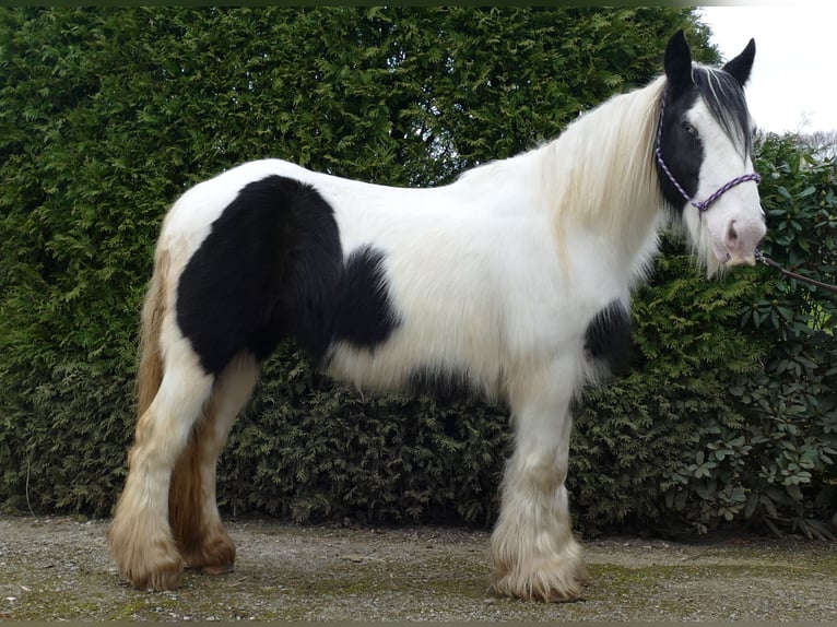 Tinker Klacz 9 lat 140 cm in Lathen
