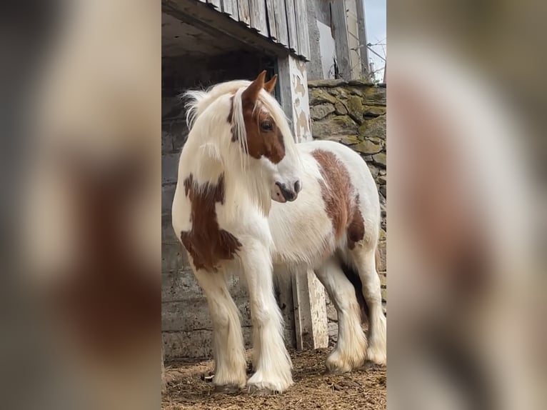 Tinker Klacz 9 lat 140 cm Srokata in Pleystein