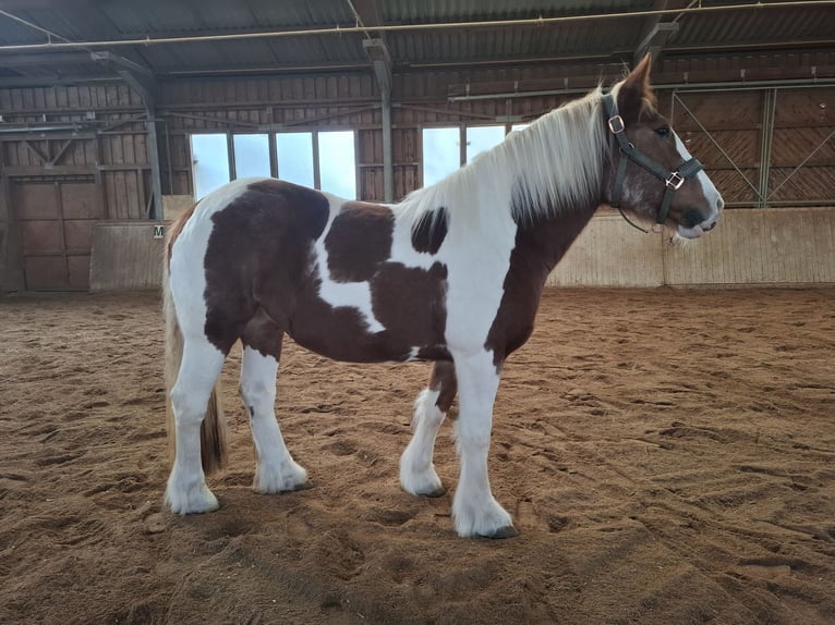 Tinker Klacz 9 lat 150 cm Srokata in Pichl bei wels