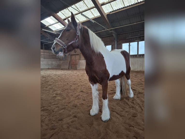 Tinker Klacz 9 lat 150 cm Srokata in Pichl bei wels