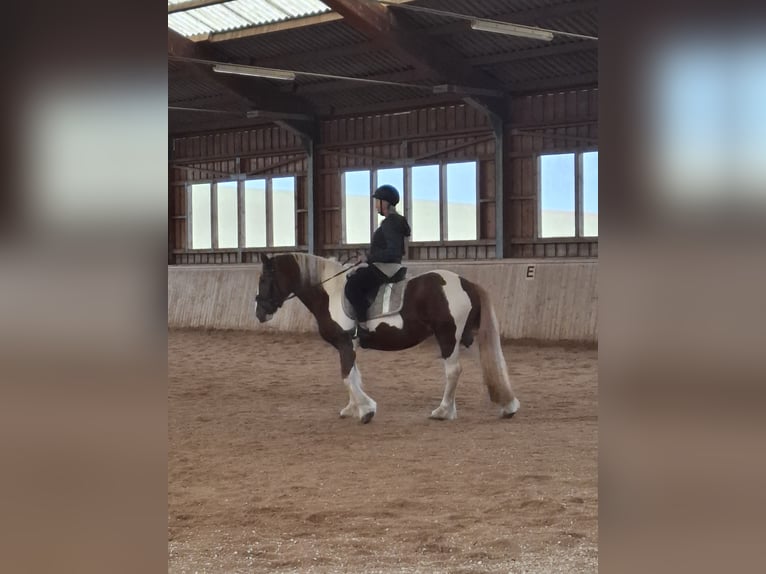 Tinker Klacz 9 lat 150 cm Srokata in Pichl bei wels