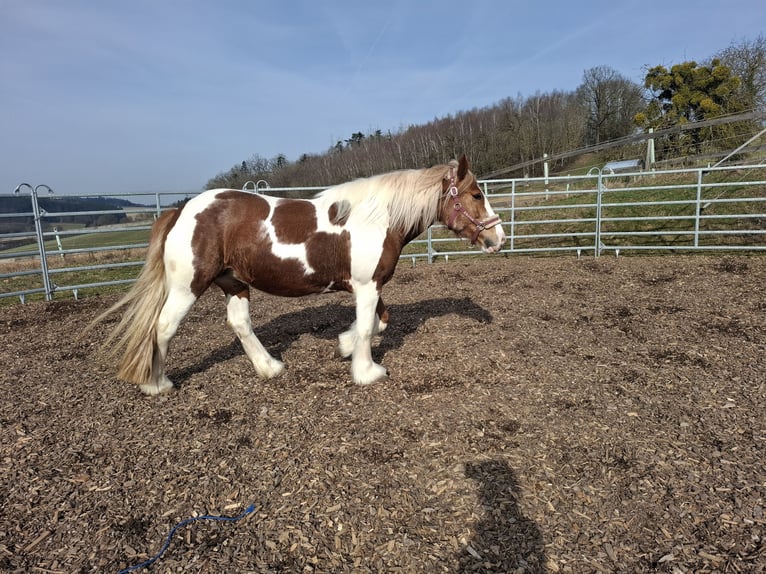 Tinker Klacz 9 lat 150 cm Srokata in Pichl bei wels