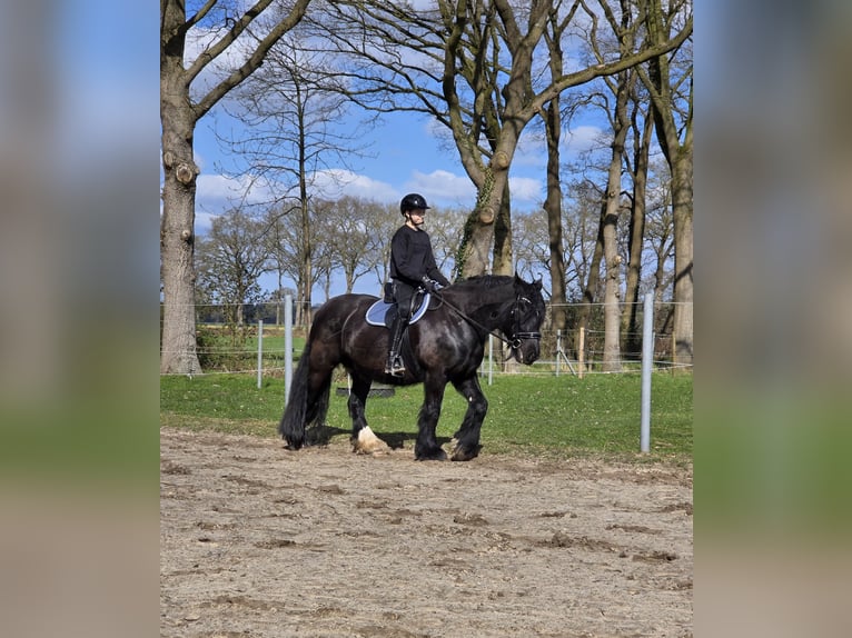 Tinker Klacz 9 lat 152 cm Kara in Hude (Oldenburg)