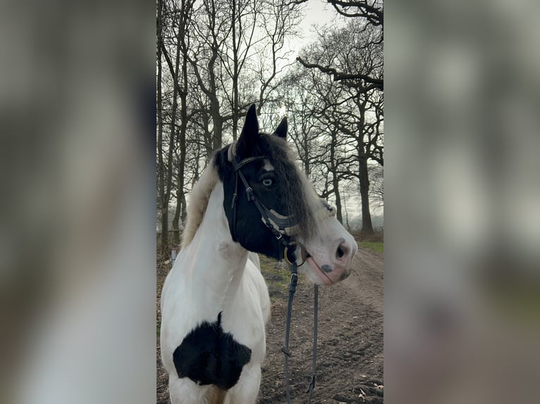 Tinker Klacz 9 lat 157 cm Srokata in Westoverledingen