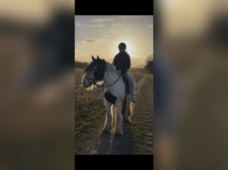 Tinker Klacz 9 lat 157 cm Srokata in Westoverledingen