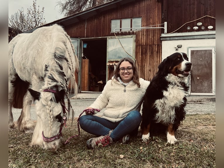 Tinker Mix Klacz 9 lat 175 cm Karosiwa in Valchava