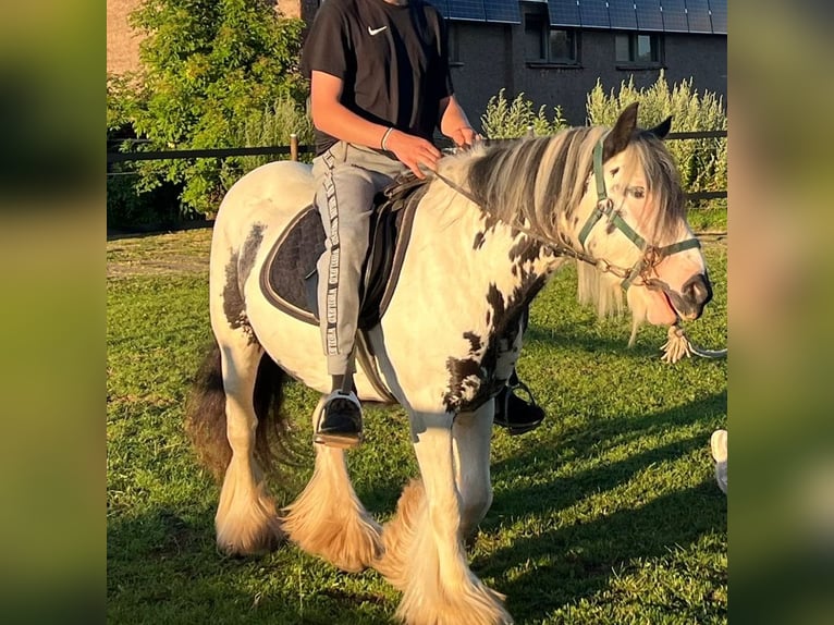 Tinker Klacz 9 lat Srokata in Ecklingerode