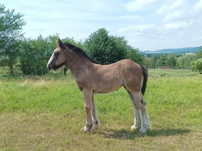 Tinker Klacz Źrebak (04/2026) 155 cm Ciemnogniada in Pisek