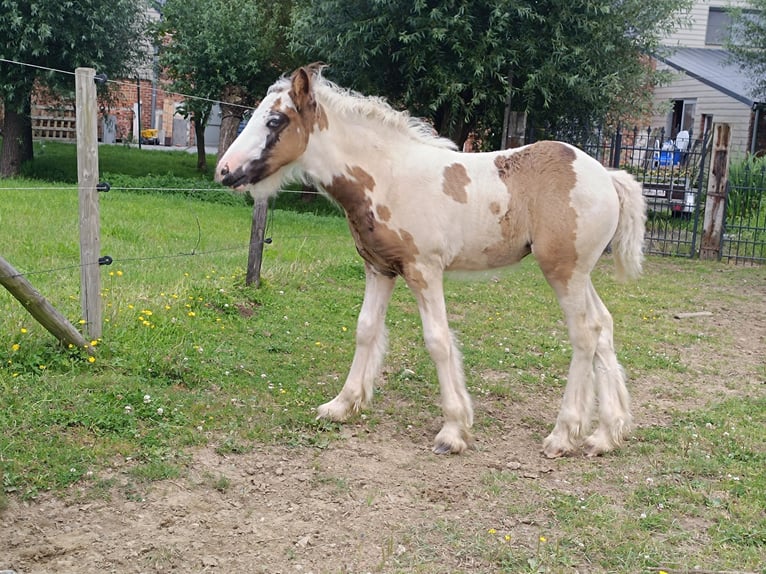 Tinker Klacz Źrebak (05/2024) Sabino in Geetbets