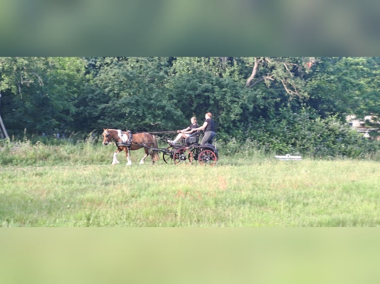 Tinker Mix Merrie 10 Jaar 120 cm Gevlekt-paard in Rangsdorf