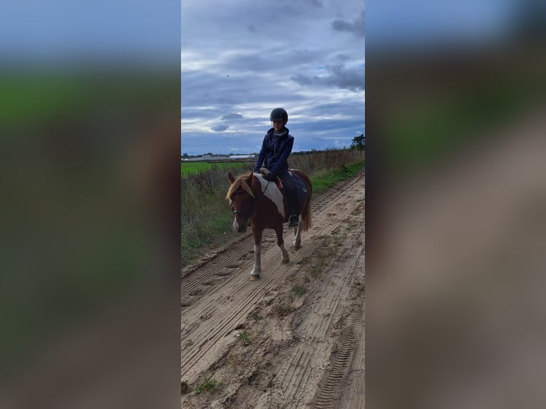 Tinker Mix Merrie 10 Jaar 120 cm Gevlekt-paard in Rangsdorf