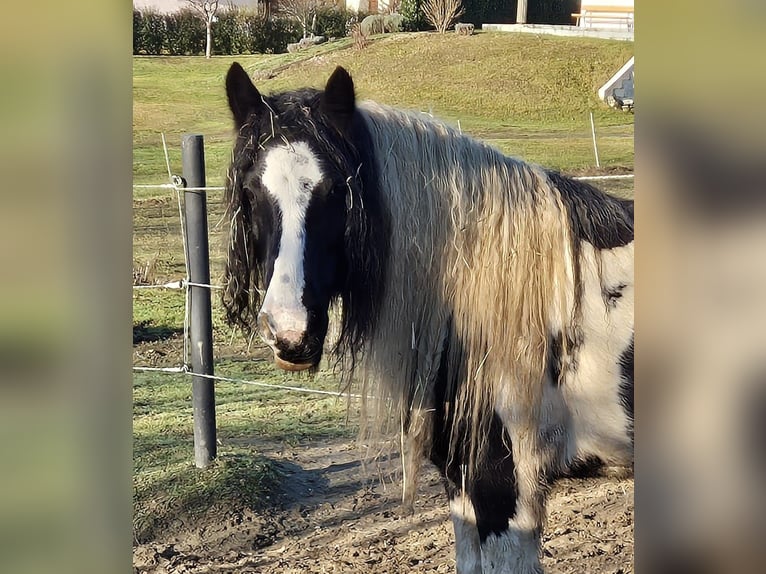 Tinker Merrie 10 Jaar 130 cm Gevlekt-paard in Rechnitz