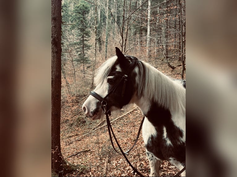 Tinker Merrie 10 Jaar 133 cm Wit in Erl