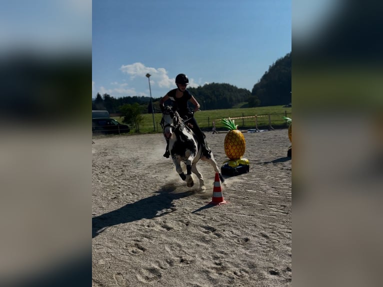 Tinker Merrie 10 Jaar 133 cm Wit in Erl