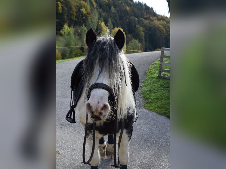 Tinker Merrie 10 Jaar 133 cm Wit in Erl