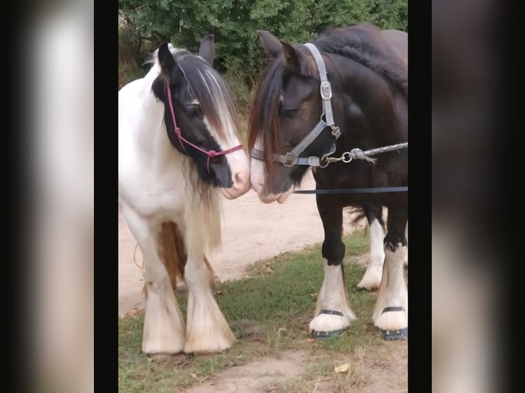 Tinker Merrie 10 Jaar 136 cm Gevlekt-paard in Groß Grönau