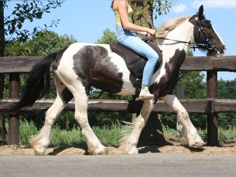 Tinker Merrie 10 Jaar 136 cm Gevlekt-paard in Lathen