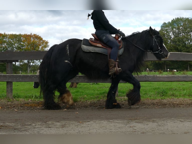 Tinker Merrie 10 Jaar 137 cm Zwart in Lathen