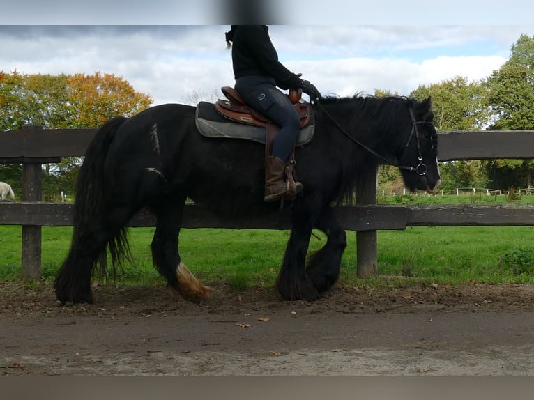 Tinker Merrie 10 Jaar 137 cm Zwart in Lathen