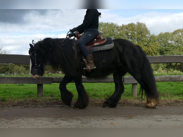 Tinker Merrie 10 Jaar 137 cm Zwart in Lathen