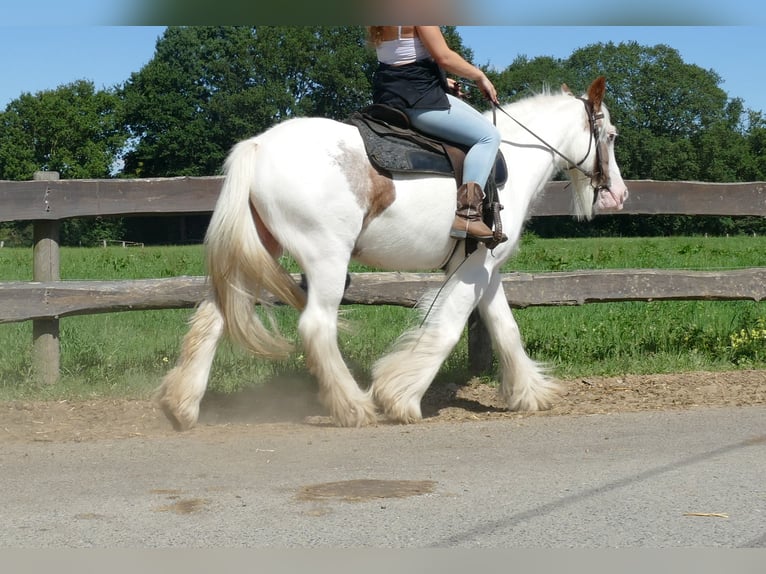 Tinker Merrie 10 Jaar 139 cm Gevlekt-paard in Lathen