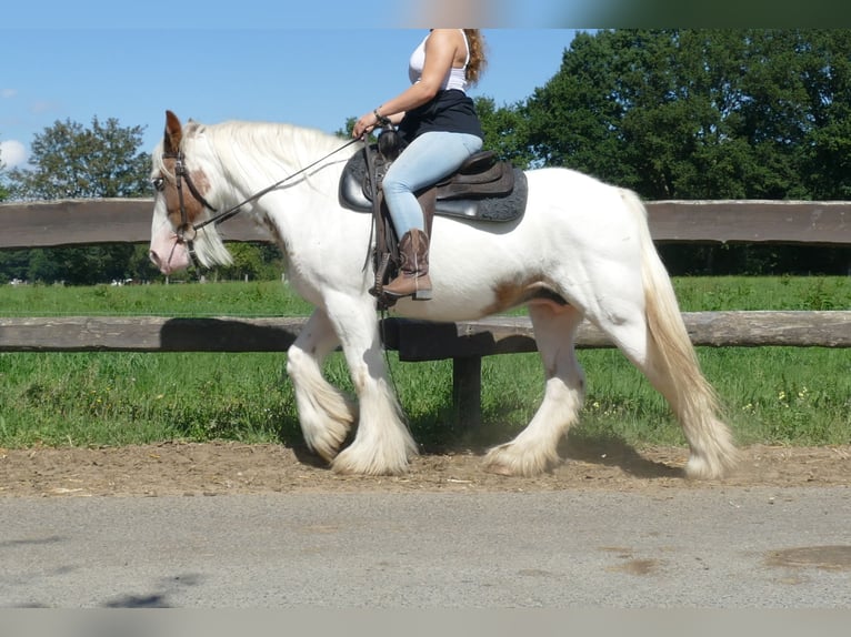 Tinker Merrie 10 Jaar 139 cm Gevlekt-paard in Lathen