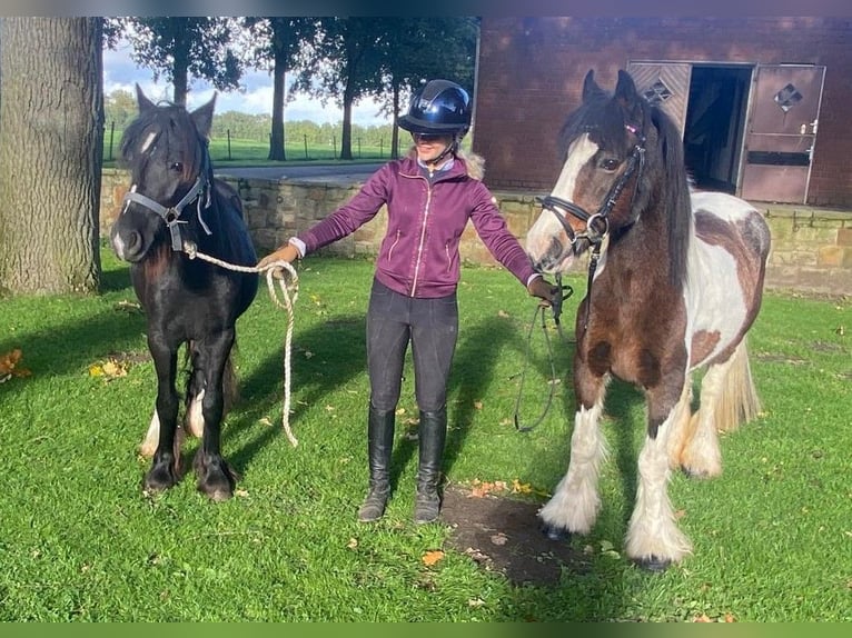 Tinker Merrie 10 Jaar 140 cm Gevlekt-paard in Hopsten