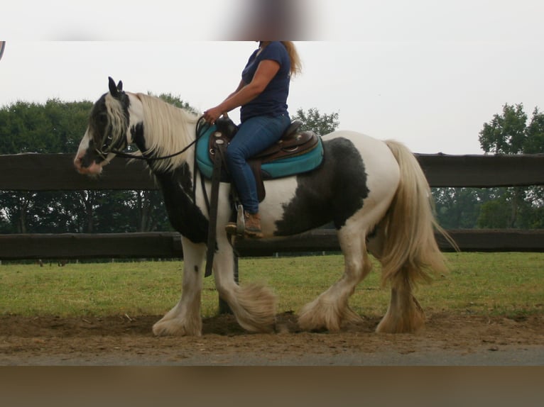 Tinker Merrie 10 Jaar 140 cm Gevlekt-paard in Lathen