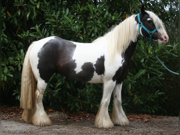 Tinker Merrie 10 Jaar 140 cm Gevlekt-paard in Lathen
