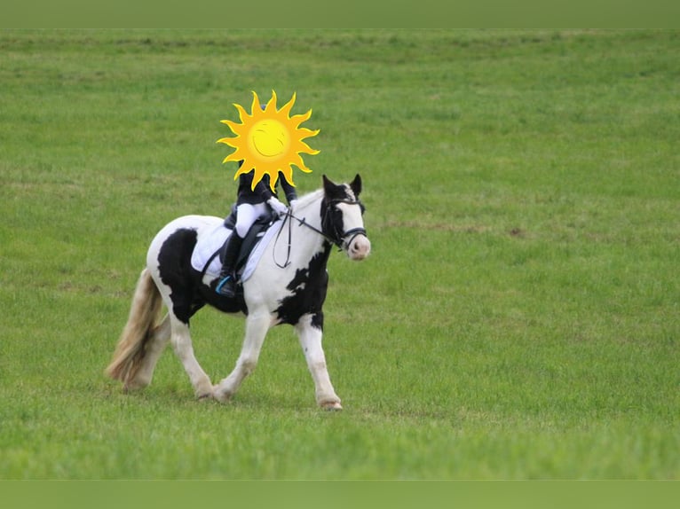 Tinker Merrie 10 Jaar 140 cm Gevlekt-paard in Leoben