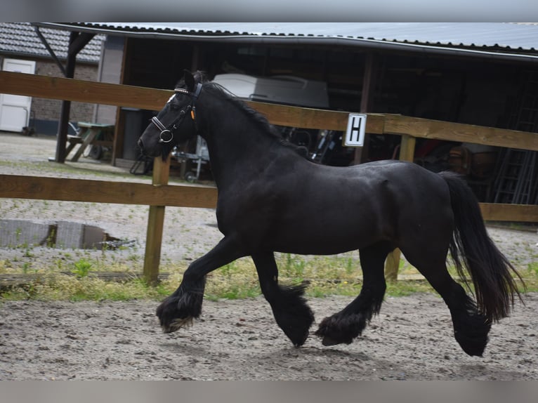 Tinker Merrie 10 Jaar 140 cm Zwart in Achtmaal