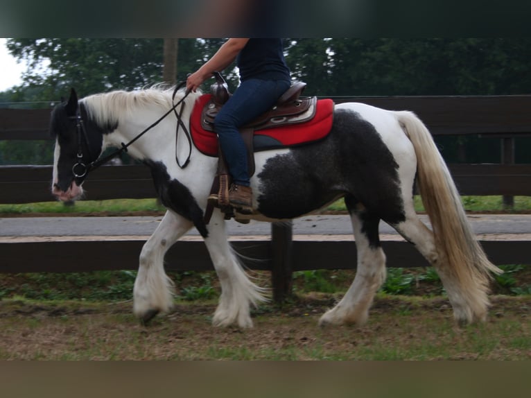 Tinker Merrie 10 Jaar 142 cm Gevlekt-paard in Lathen
