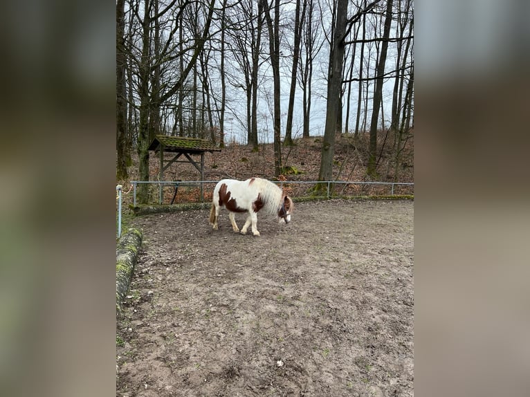 Tinker Merrie 10 Jaar 143 cm Gevlekt-paard in Kupferzell