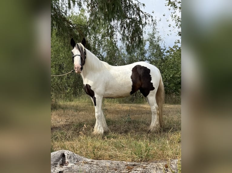 Tinker Merrie 10 Jaar 143 cm Gevlekt-paard in Achstetten