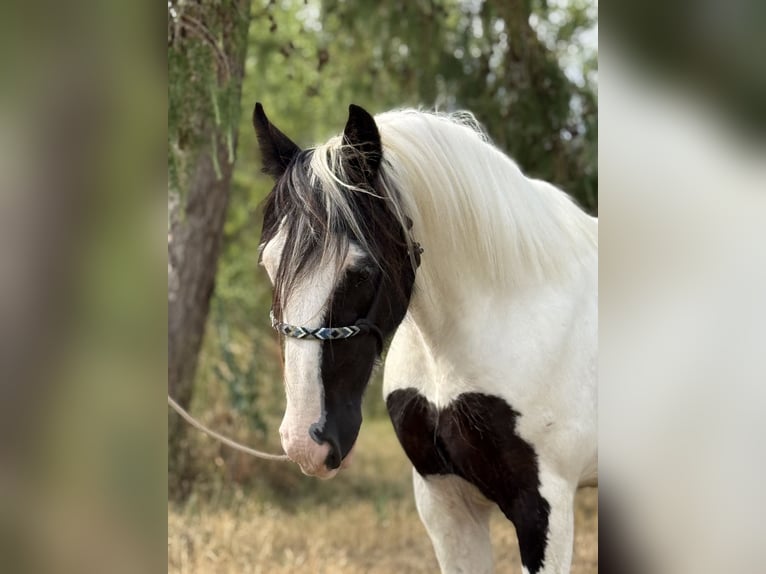 Tinker Merrie 10 Jaar 143 cm Gevlekt-paard in Achstetten