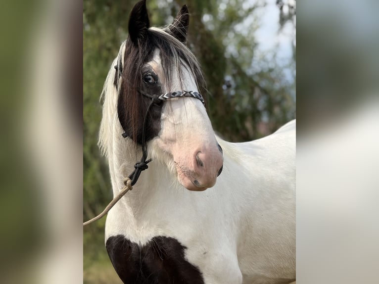 Tinker Merrie 10 Jaar 143 cm Gevlekt-paard in Achstetten