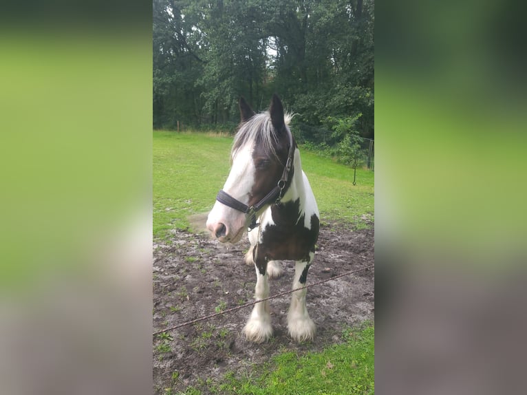 Tinker Merrie 10 Jaar 148 cm Gevlekt-paard in Heerde