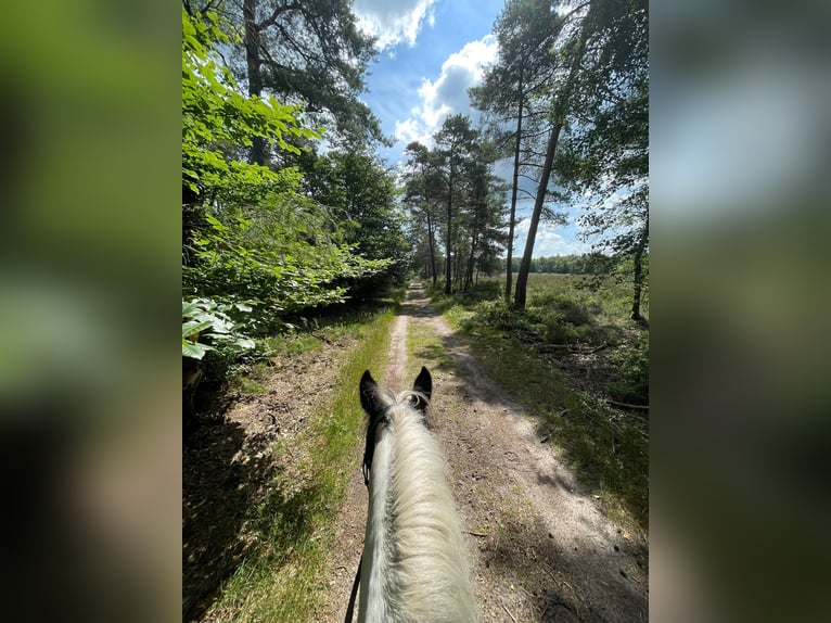 Tinker Merrie 10 Jaar 148 cm Gevlekt-paard in Heerde