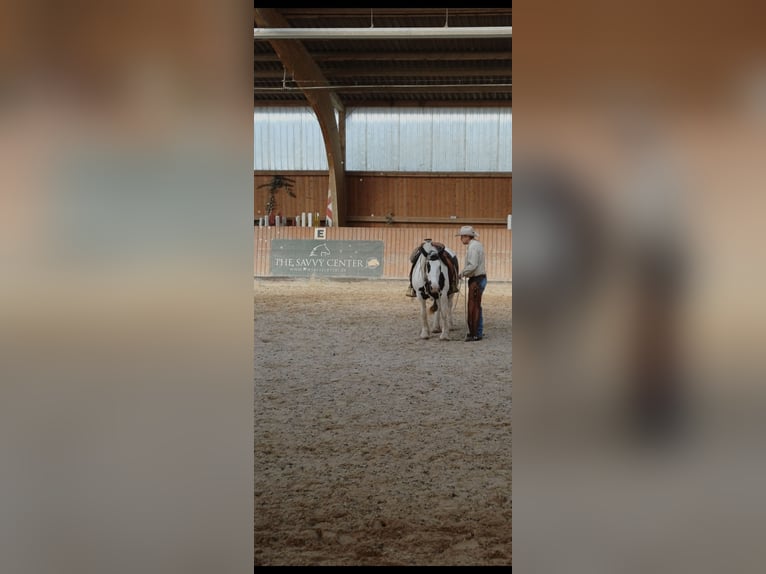 Tinker Merrie 10 Jaar 148 cm in Hammelburg