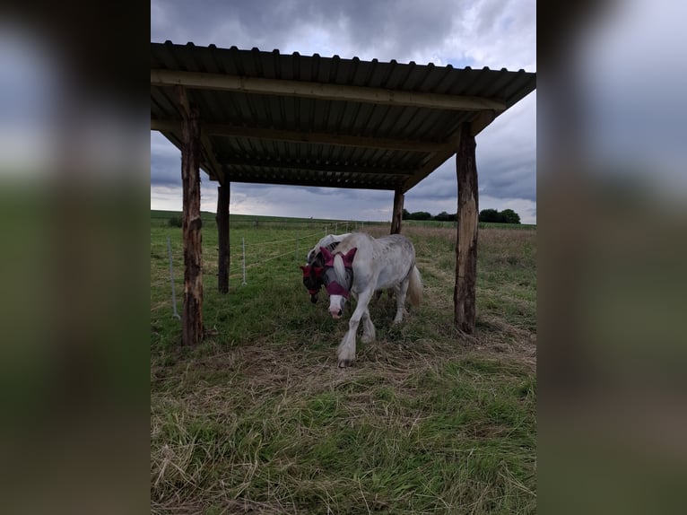 Tinker Mix Merrie 10 Jaar 152 cm Gevlekt-paard in Wickede