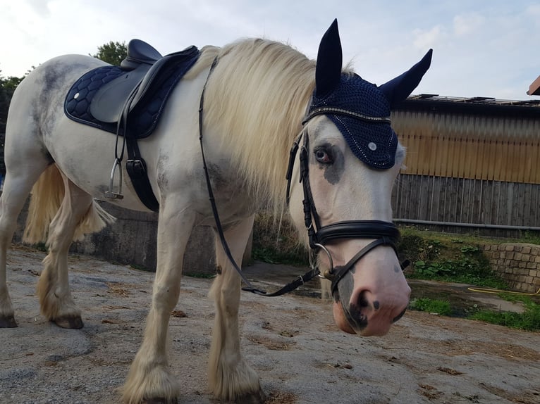 Tinker Mix Merrie 10 Jaar 152 cm Gevlekt-paard in Wickede
