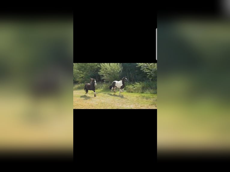 Tinker Merrie 10 Jaar 165 cm Gevlekt-paard in L&#xFC;beck