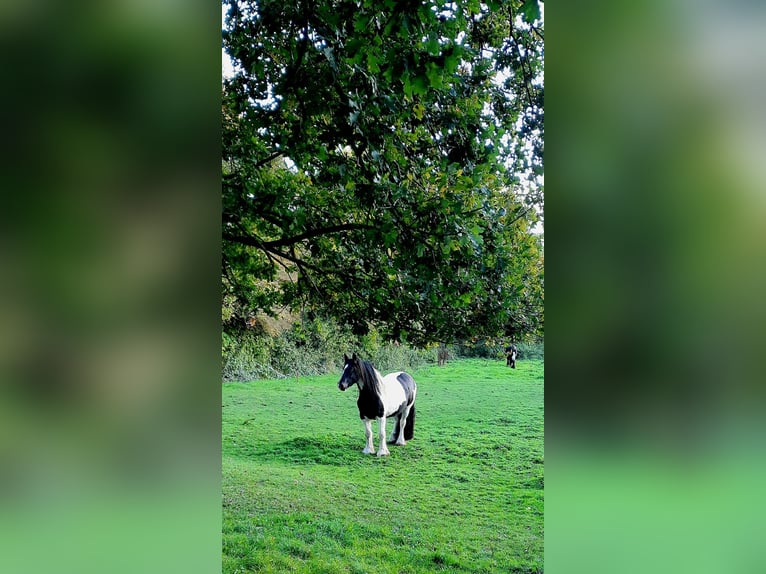 Tinker Merrie 10 Jaar 165 cm Gevlekt-paard in L&#xFC;beck