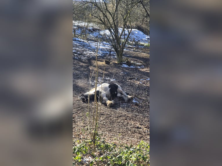 Tinker Merrie 10 Jaar 165 cm Gevlekt-paard in L&#xFC;beck