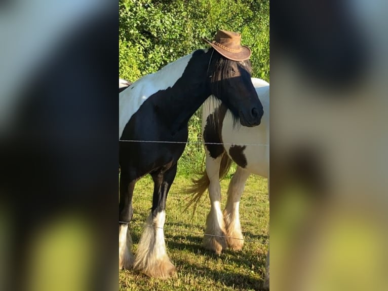 Tinker Merrie 10 Jaar Gevlekt-paard in Ecklingerode