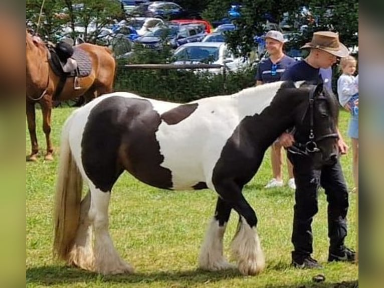 Tinker Merrie 10 Jaar Gevlekt-paard in FernaEcklingerode